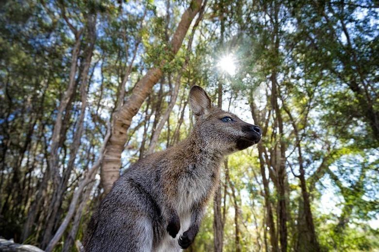 900x600 australia tasmania wallaby freycinet np
