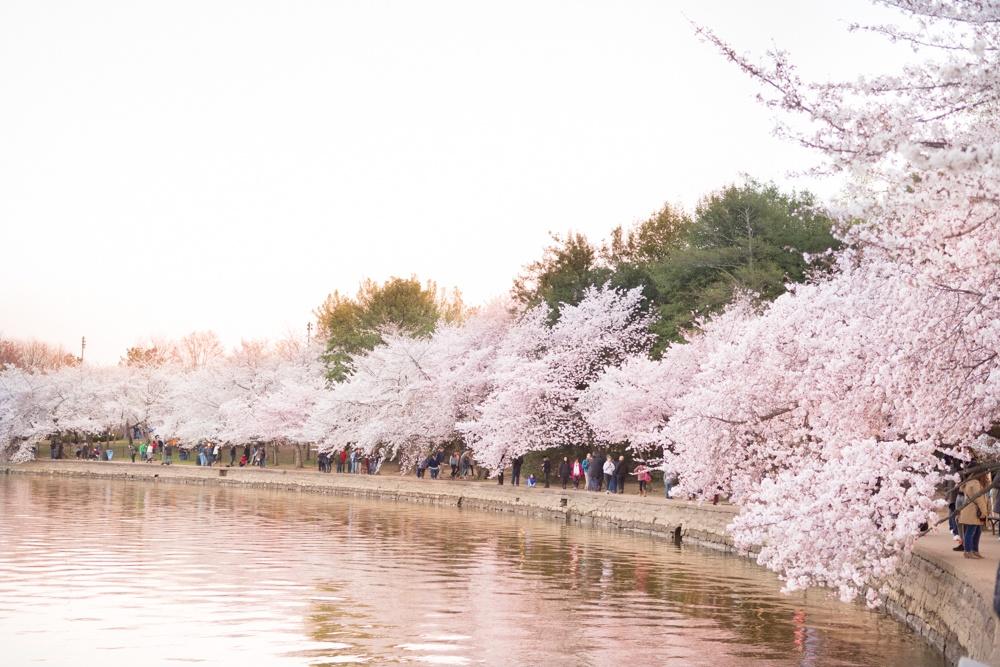 cherry blossoms dc 2018 tidal basin