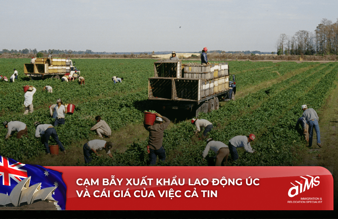 Cạm bẫy xuất khẩu lao động Úc